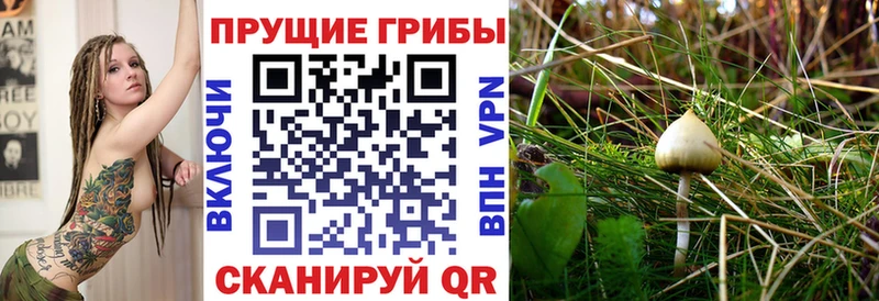 Купить  Нижний Новгород  Псилоцибиновые грибы Psilocybe 